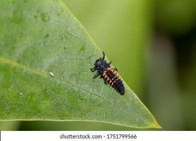 Ladybug Larva On Green Leaf