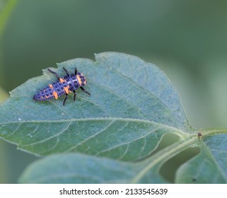 Ladybug larva resting on a leaf. Coccinella septempunctata or Ladybug of the Seven Spots. Natural light and background. Macro photo