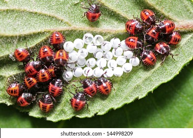 Ladybug Larvae And Eggs Of The Shell