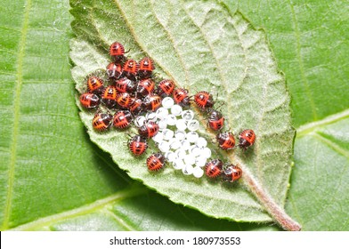 Ladybug Larvae And Eggs Of The Shell 