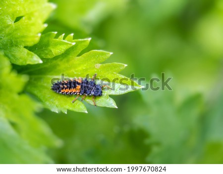 Ladybug larvae or nymph on celery stalk leaf. Black orange creepy looking bug beneficial for any garden as it consumes or eats aphids and other pests. Selective focus with defocused foliage.
