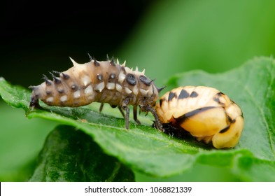 Ladybug Larvae And Pupa Life Cycle.