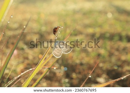 ladybug, little butterfly, a ladybug and a little butterfly on a grass leaf