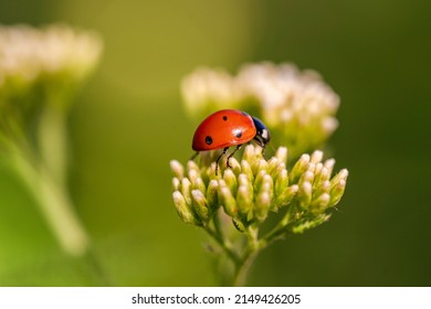 Ladybug macro photo. Ladybug on a green leaves in a meadow.