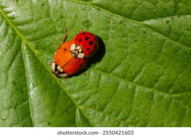 Ladybug mating on a green leaf. Seen from above. A pair of Ladybugs are mating on branch. Scientific name: Hippodamia tredecimpunctata - Powered by Shutterstock