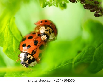 Ladybug Mating on Green Leaf in Close-Up