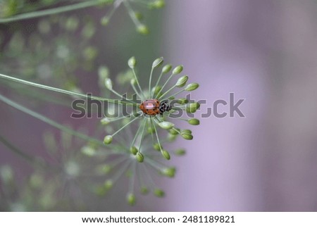 Similar – Image, Stock Photo Ladybug on dill flowers in close-up view