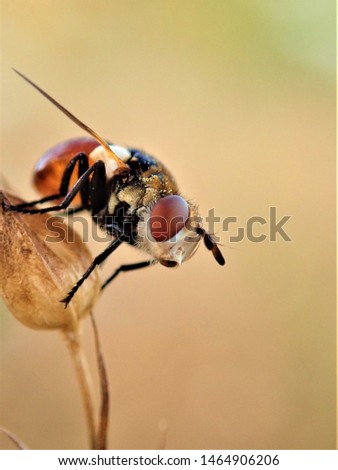 Similar – Dragonfly sunbathing