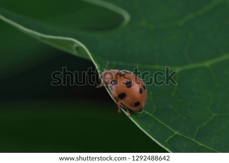 Similar – ladybird larva Environment