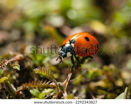 Ladybug nature photography macro closeup