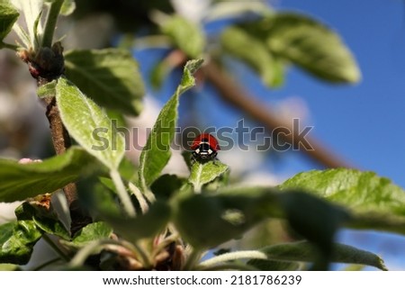 Ladybug on apple tree, closeup view. Spring season