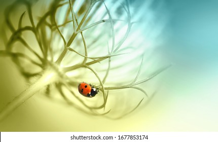 Ladybug On Beautiful Fluffy Unusual Flower Plant Summer Spring In Nature Macro. Soft Selective Focus, Amazing Artistic Image. Toning In Pastel Light Tones Of Golden, Blue And Green.