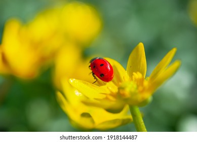Ladybug on the Blooming yellow crocus flower in the spring forest. First spring flowers close-up. Nature background.