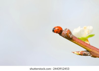 ladybug on a branch close-up - Powered by Shutterstock