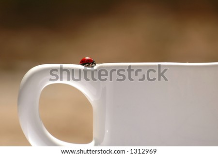 Ladybug on coffee cup
