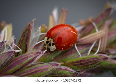 Ladybug on corn tassel (male flowers). - Powered by Shutterstock