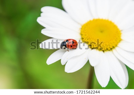 Ladybug on daisy or camomile flower. Shallow DOF.