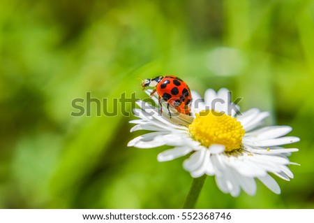 ladybug on a daisy flower closeup 