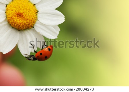 Ladybug on daisy flower. Macro close-up, shallow DOF.