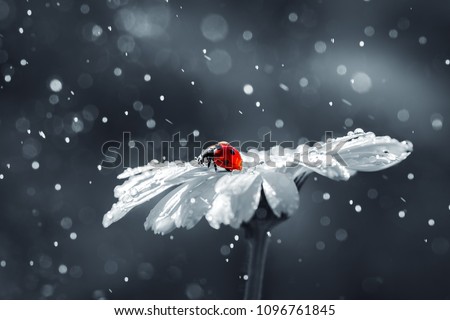 Ladybug on daisy flower and water drops, abstract background.