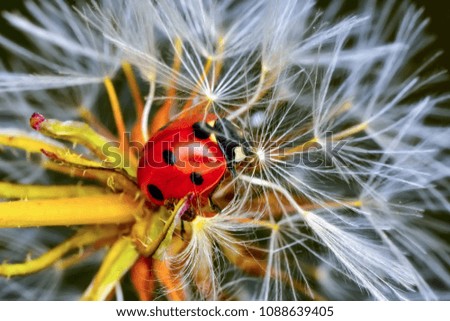 Similar – dill blossoms Environment