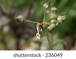 Ladybug on a dandelion filled with aphids