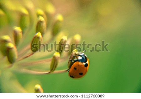 Similar – dill blossoms Environment