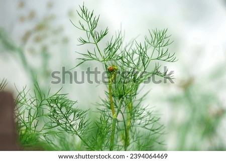 Image, Stock Photo Ladybug on dill flowers in close-up view