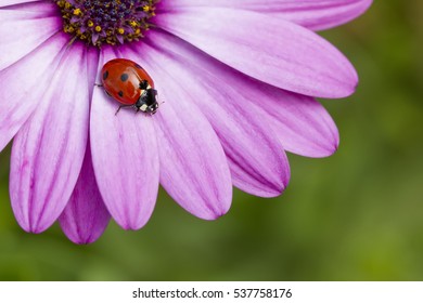 Ladybug On Flower