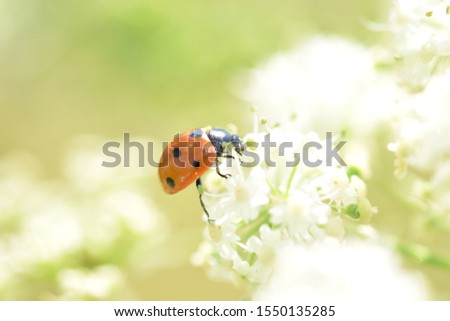smalltalk Nature Plant