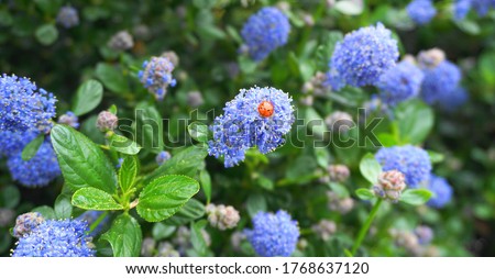 Ladybug on flowering Blue Blossom Ceanothus evergreen shrub close up. It is popular with birds, butterflies, and other pollinators