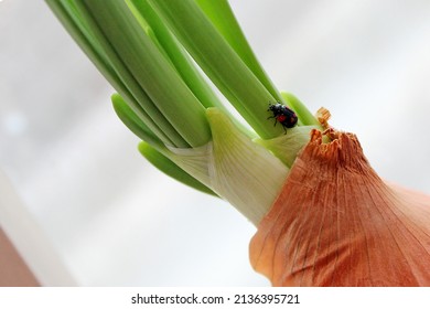 Ladybug On Fresh Onion Shoots. Spring Revival Of Nature. An Interesting World Of Insects.