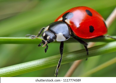 Ladybug on grass.
