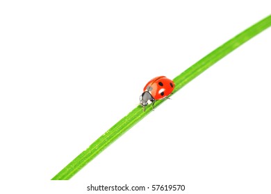 ladybug on grass