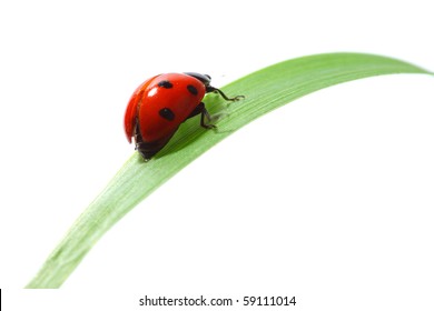 ladybug on grass - Powered by Shutterstock