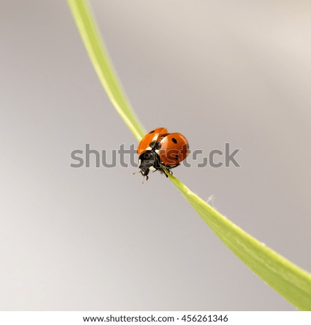Similar – Image, Stock Photo after me Summer Animal