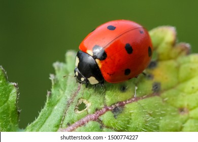 Ladybug On Grass Macro Close Up