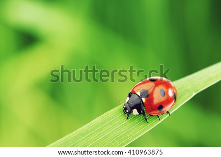 Ladybug on grass macro close up