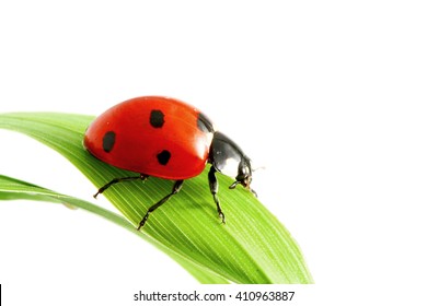 Ladybug On Grass Macro Isolated On White Background