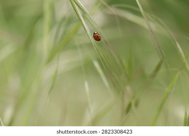 a ladybug on the grass in spring at sunset