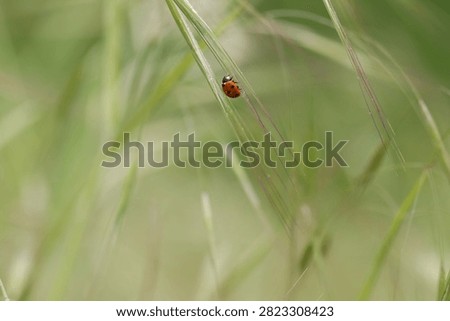 a ladybug on the grass in spring at sunset