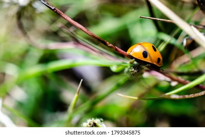 Ladybug on a grass strand walking away. - Shutterstock ID 1793345875