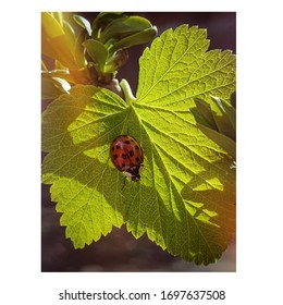 ladybug on the Green Leaf