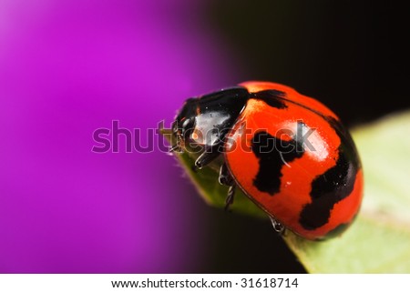 ladybug on green leaf