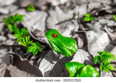 Ladybug On The Green Leaf, Concept Of A New Life After The Fire Into The Woods.