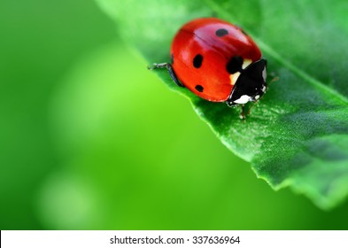 Ladybug on green leaf defocused background