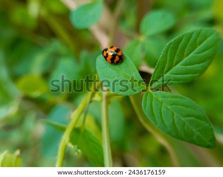 Ladybug on green leaf defocused background