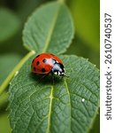 Ladybug on Green Leaf Macro Nature Insect Photography
