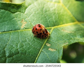 Ladybug on a green leaf, macro shot, shallow dof - Powered by Shutterstock