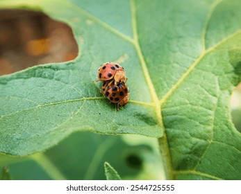 Ladybug on a green leaf, macro shot, shallow dof - Powered by Shutterstock